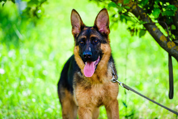 Naklejka na ściany i meble german shepherd dog on green grass