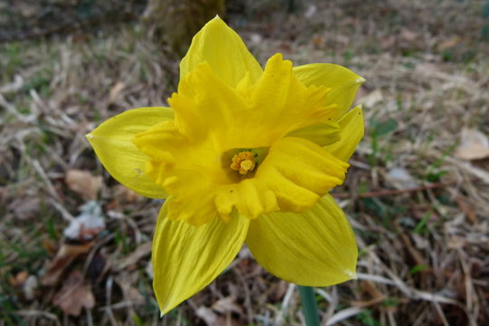 Gelbe Narzisse - Narcissus pseudonarcissus - Osterglocke - Blüte gelb