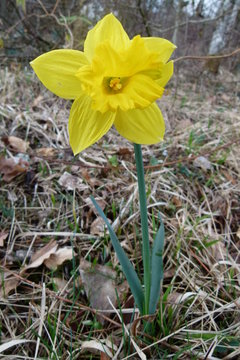 Gelbe Narzisse - Narcissus pseudonarcissus - Osterglocke - Blüte und ganze Pflanze