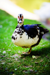 Duck on green grass