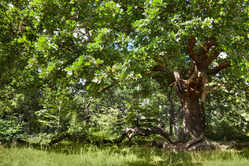 Ancient Mighty English Oak Tree with Exposed Tangled Broken Branches - Natural Foliage Background CompositionEpping Forest Background, Loughton , London - 255367852