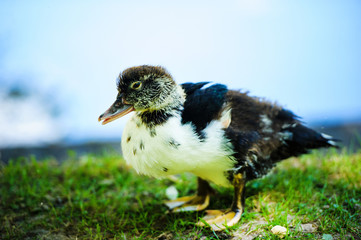 Duck on green grass