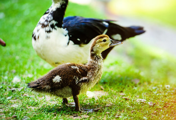 Duck on green grass