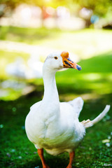 White domestic goose on a green meadow with flowers