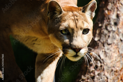 Mountain Lion Cougar Puma Portrait Stock Photo And - 