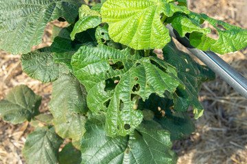 Diseases and pests of nuts and leaves of hazelnut bushes close-up. The concept of chemical garden protection. © Сергей Кучугурный