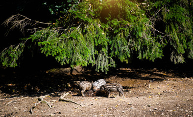 Wild boar in forest