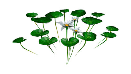 3D Rendering Waterlily Flowers on White