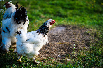 chicken on a farm
