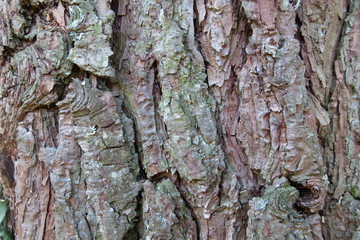 Waldkiefer - Pinus sylvestris - Gewöhnliche Kiefer - Rotföhre - Weißkiefer - Rinde