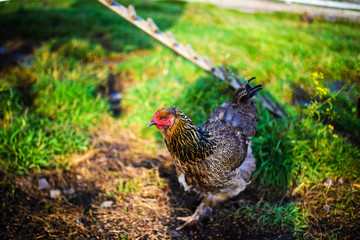 chicken on a farm