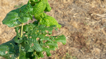Diseases and pests of nuts and leaves of hazelnut bushes close-up. The concept of chemical garden protection. © Сергей Кучугурный