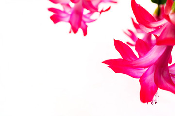 blooming pink flowers soft focus on white background with place for text