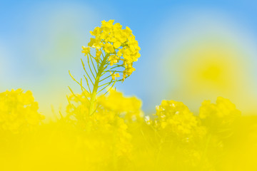 菜の花と青空