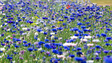 Blumen in Bielefeld