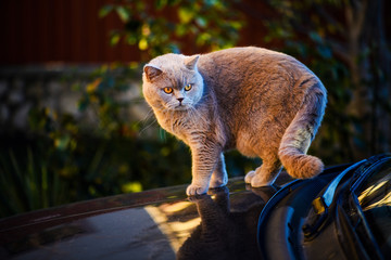 Sweet cat sitting on the car