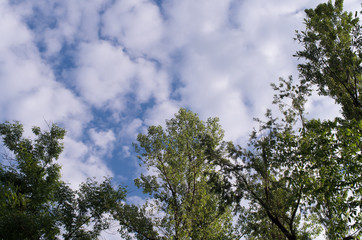A view of the tops of the trees against the backdrop of swirling clouds in the sky.