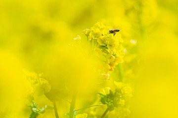 菜の花畑にハチ