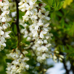 Flowering acacia white grapes