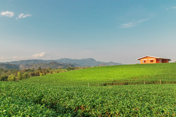 Fototapeta na wymiar Landscape nature background green tea,Tea plantations in northern Thailand