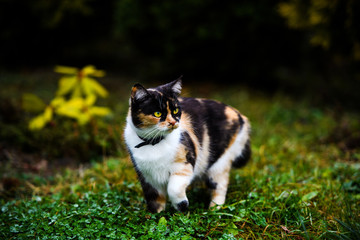 Naklejka na ściany i meble Young three-colored cat in the garden