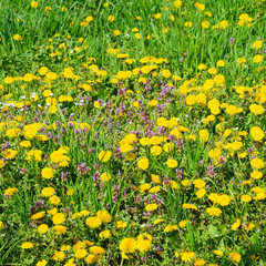 Flowering dandelions in the clearing. Meadow with dandelions.