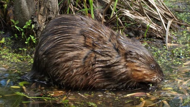 Profile view of a baby beaver eating