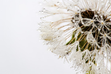 Beautiful water drops on a dandelion, among the mountains in the fog. Macro in nature.