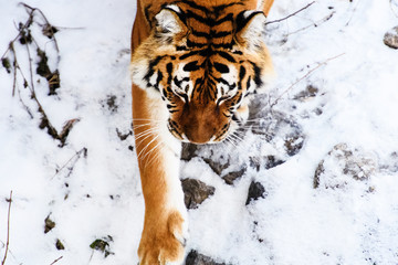 Great tiger male on the snow