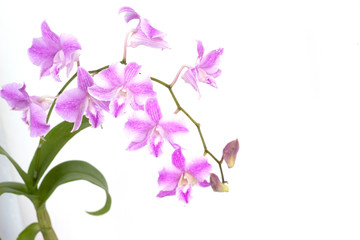 pink Dendrobium orchids on white background
