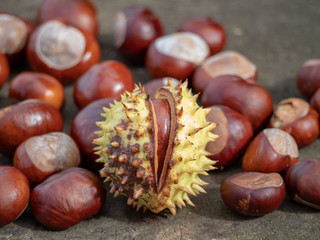 fresh fallen conkers