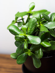 succulent plant interior