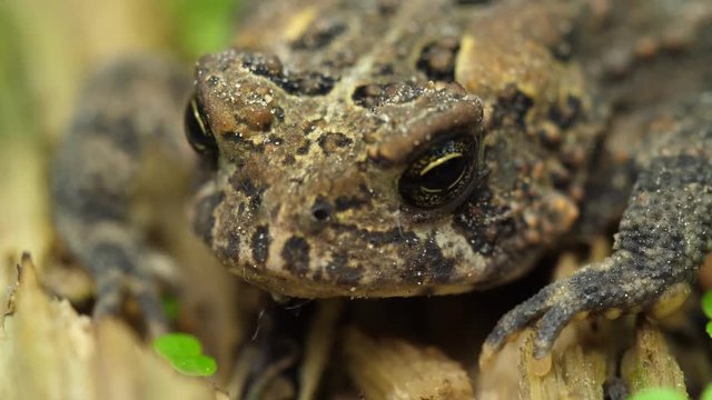 Macro Toad Face