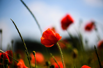 Obraz premium beautiful bright red poppy flowers with blue sky in background
