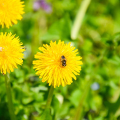 Flowering dandelions in the clearing. Meadow with dandelions.