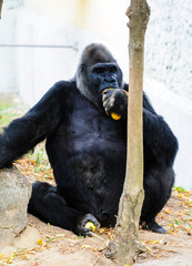 big beautiful gorilla