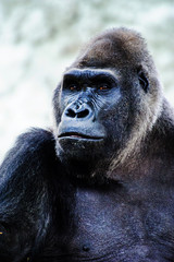 big beautiful gorilla