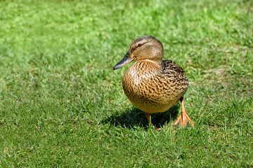 A single brown duck walks across a field on green grass.