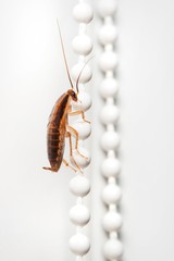 Cockroach climbs up the chain on a white background