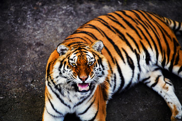Fototapeta na wymiar Great tiger male
