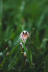 pretty white and orange moth on grass