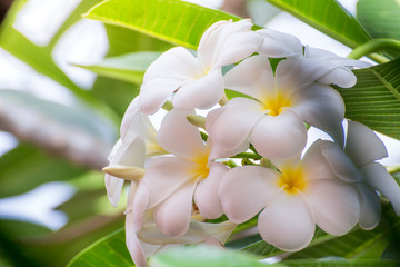 Fototapeta na wymiar White Plumeria flowers with sun light beautiful,frangipani blur background