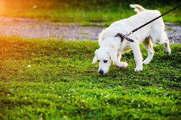 Fototapeta premium Golden retriever dog puppy in the park