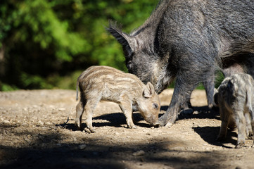 Fototapeta premium Wild boar in forest