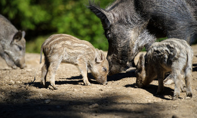 Wild boar in forest