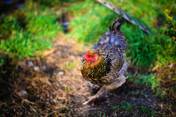 chicken on a farm