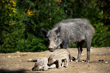 Wild boar in forest