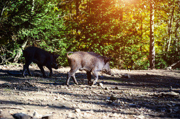 Wild boar in forest