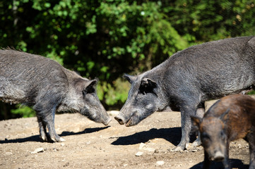 Wild boar in forest