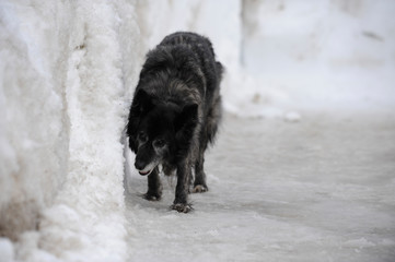 chien en hiver